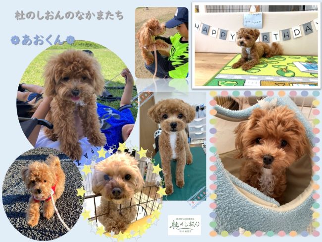 マルプーのあおくん