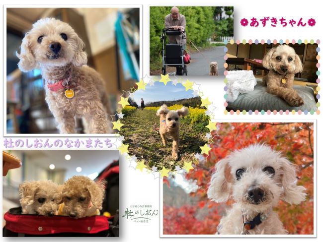 トイプードルのあずきちゃん