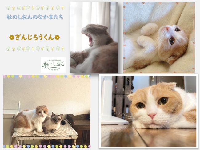 猫のぎんじろうくん