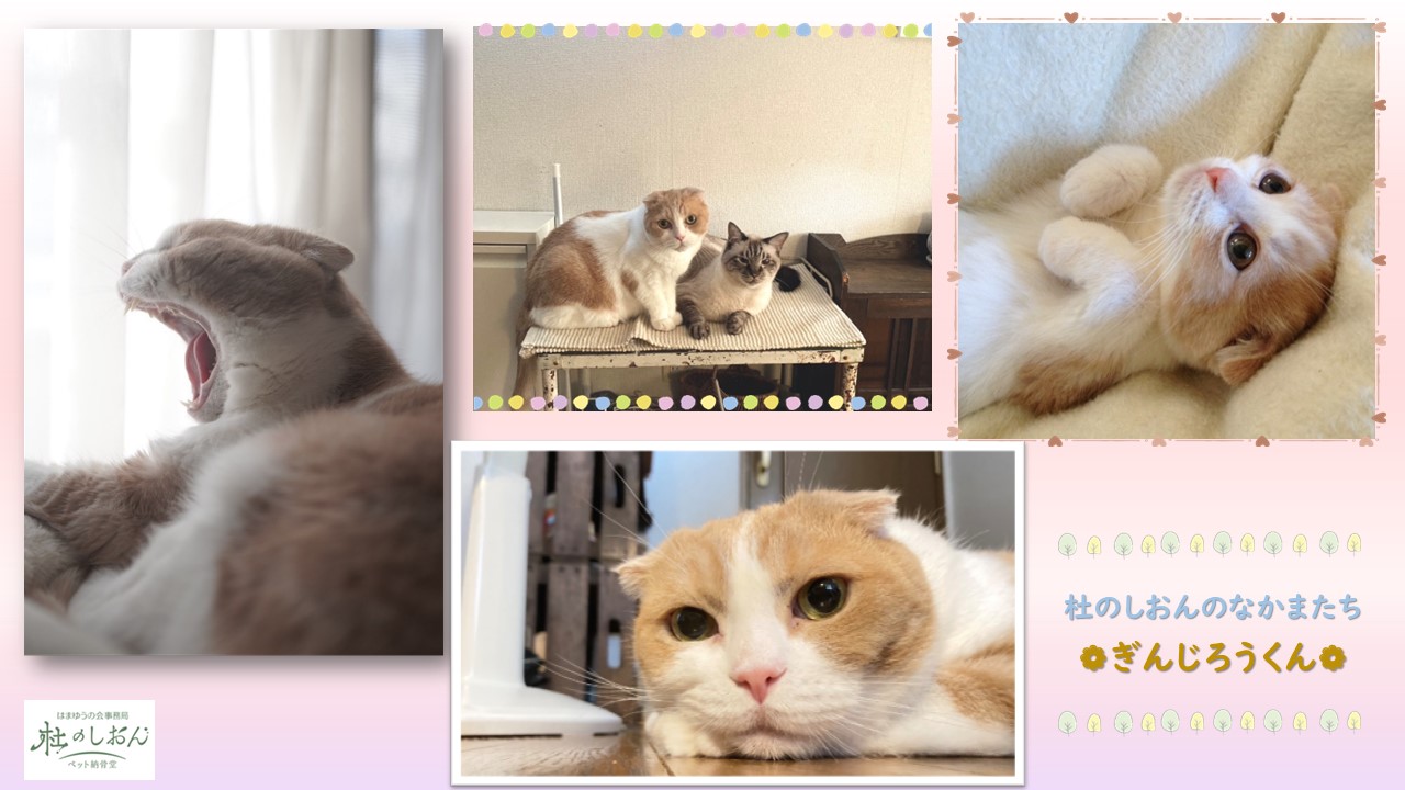 猫のぎんじろうくん