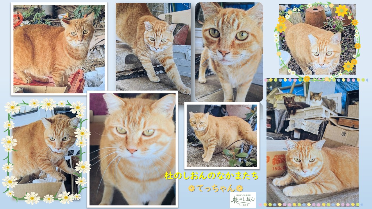 猫のてっちゃん