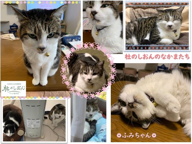 猫のふみちゃん
