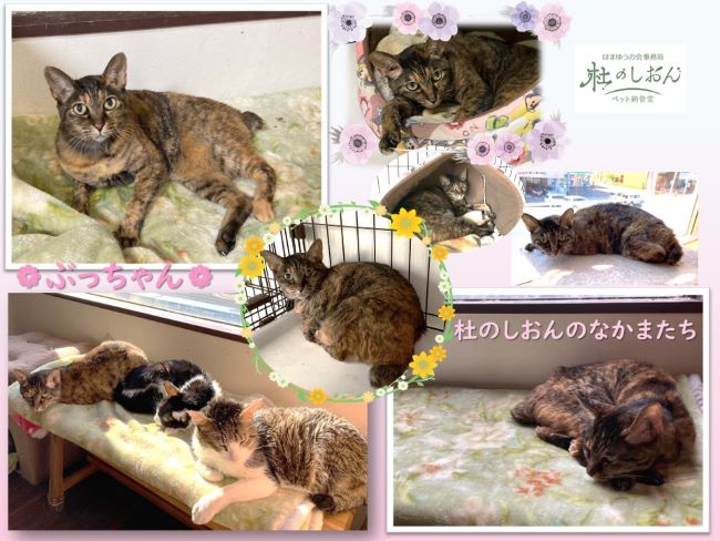 猫のぶっちゃん