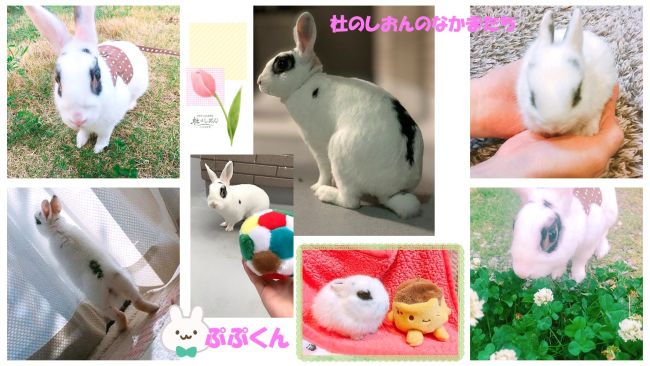 うさぎのぷぷくん