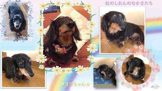 M・ダックスのまりちゃん