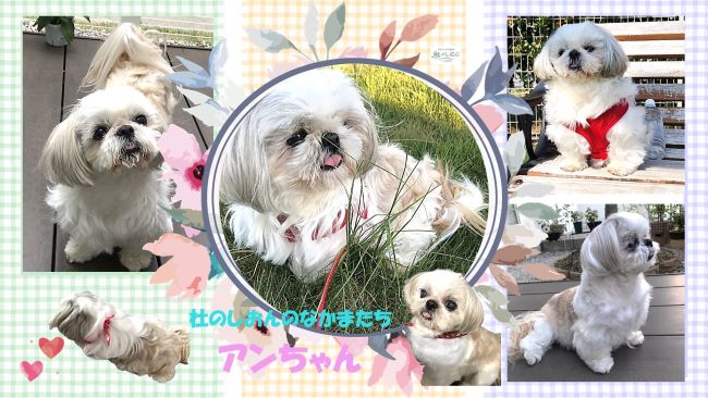 シーズーのアンちゃん