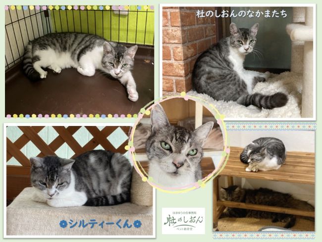 猫のシルティーくん