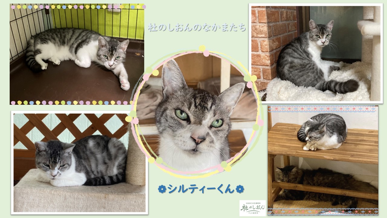 猫のシルティーくん