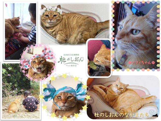 猫のソフィちゃん
