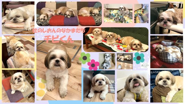 シーズーのチビくん