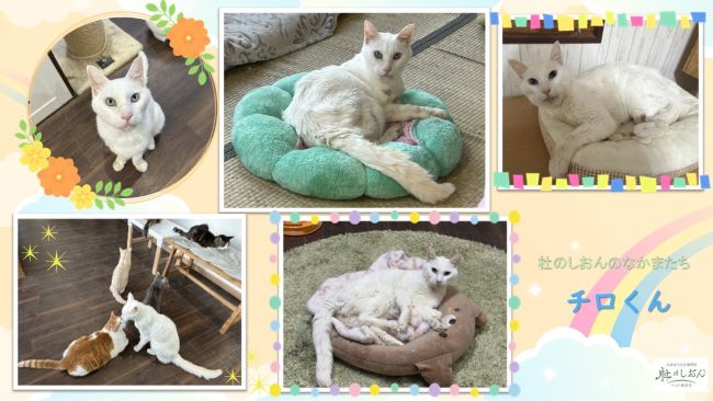 猫のチロくん　