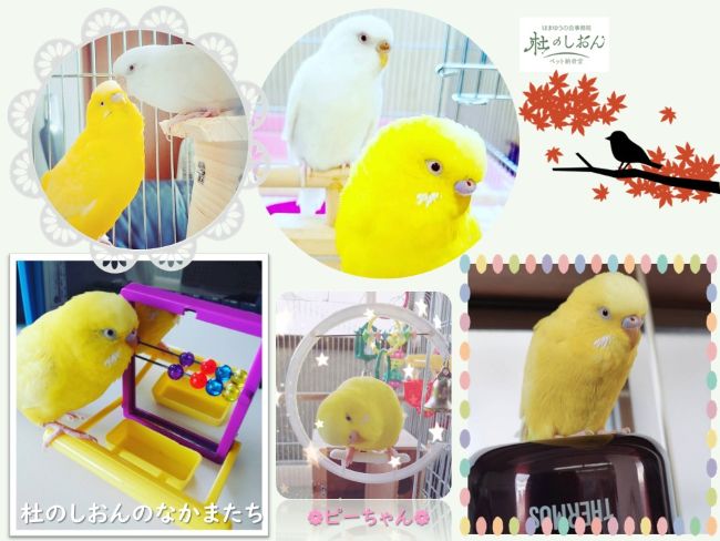 インコのピーちゃん