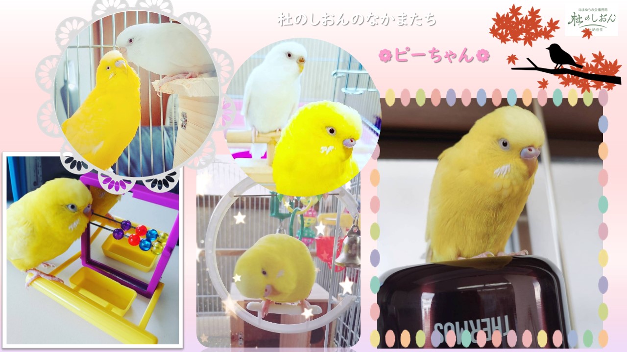 インコのピーちゃん