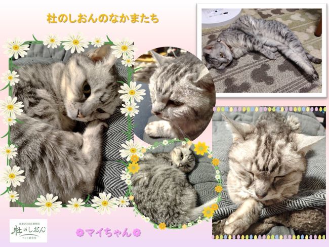 猫のマイちゃん