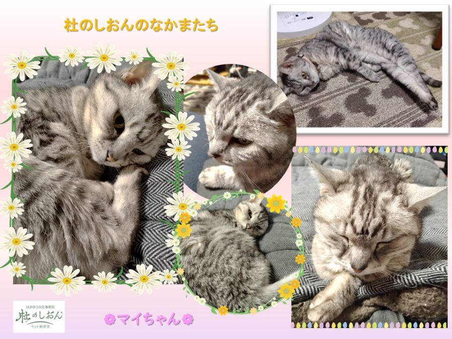 猫のマイちゃん