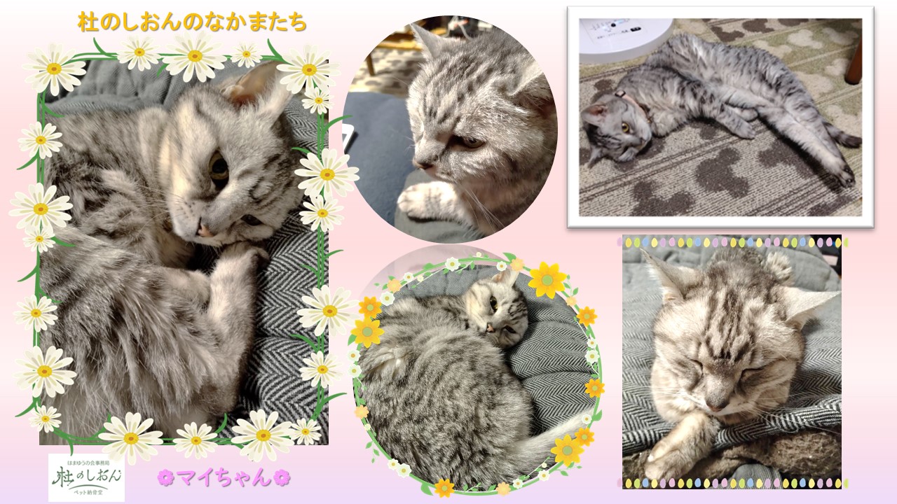 猫のマイちゃん