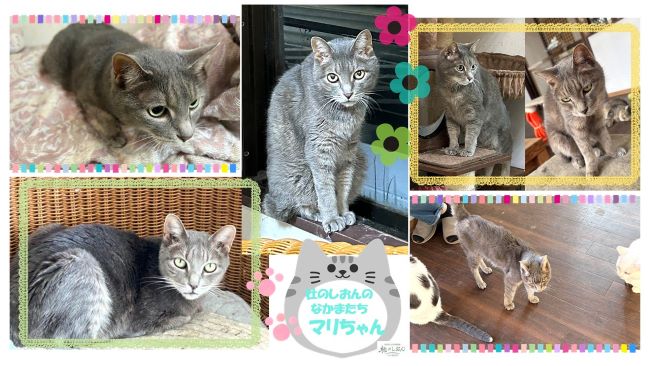 猫のマリちゃん