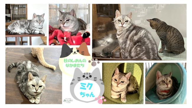 猫のミクちゃん
