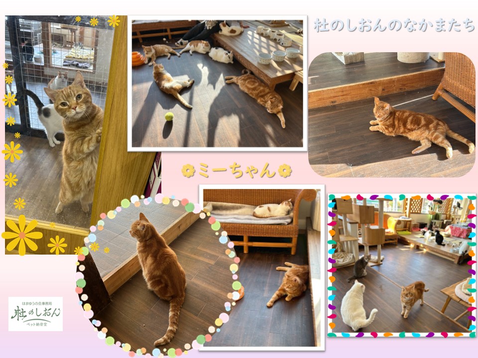 猫のミーちゃん