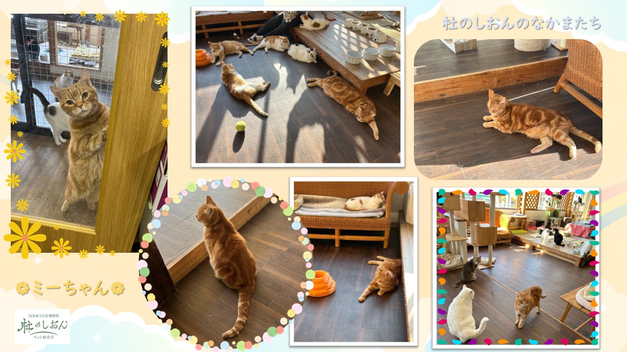 猫のミーちゃん