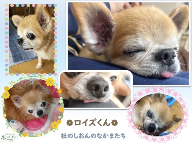チワワのロイズくん