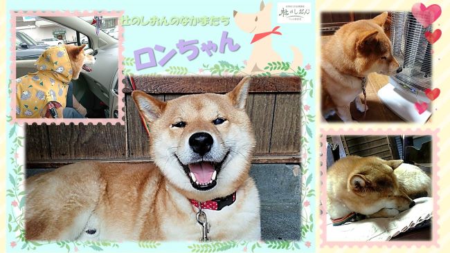 柴犬のロンちゃん
