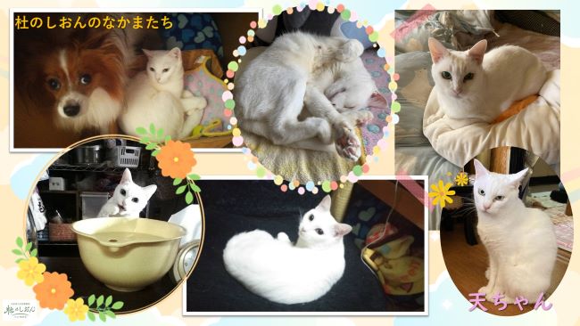 猫の天ちゃん