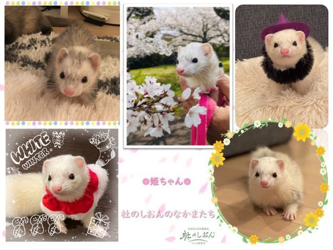 フェレットの姫ちゃん
