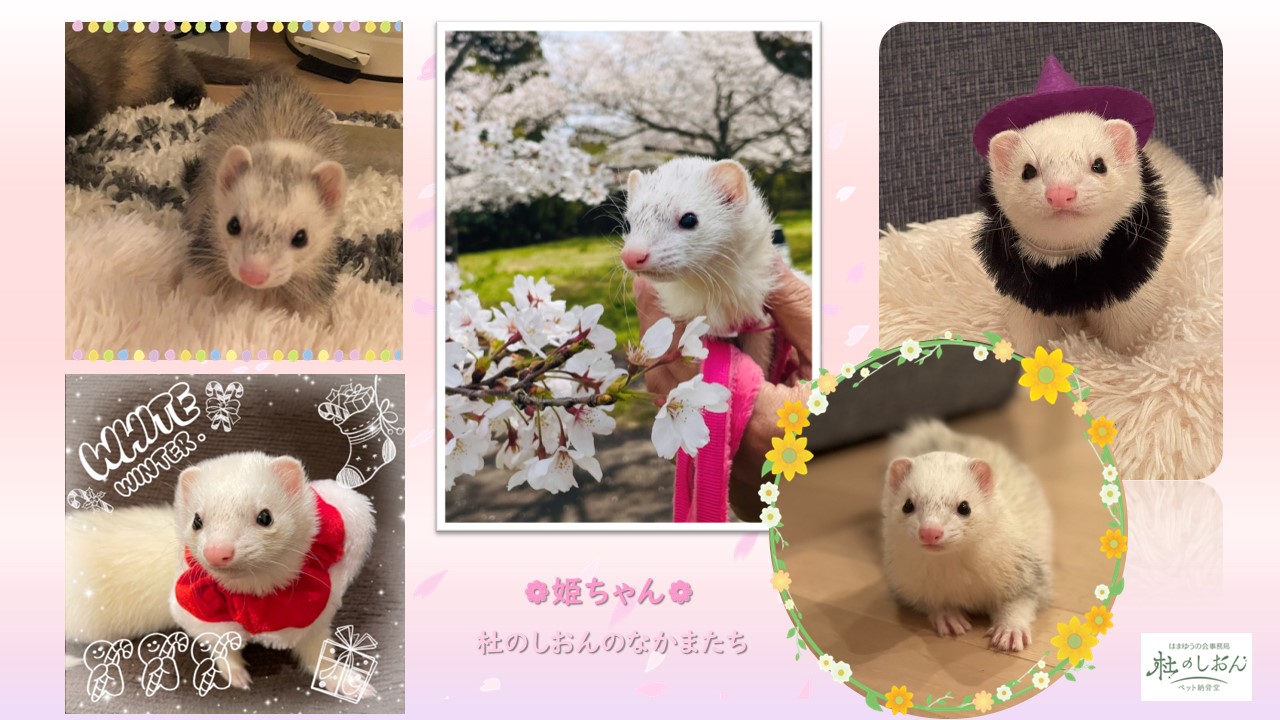フェレットの姫ちゃん