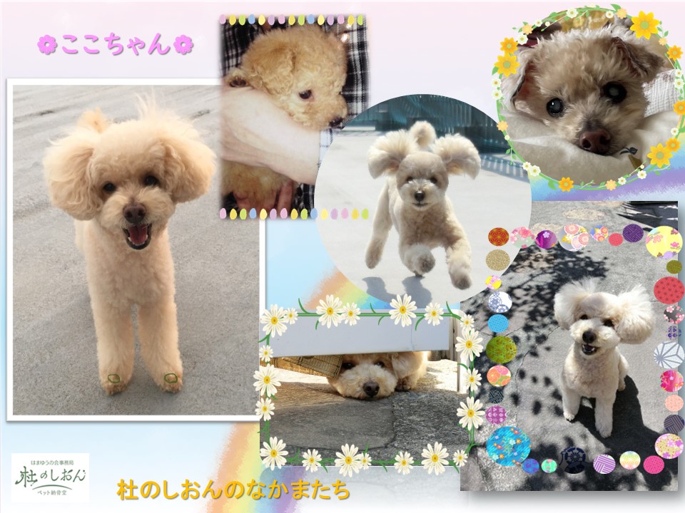 トイプードルのここちゃん