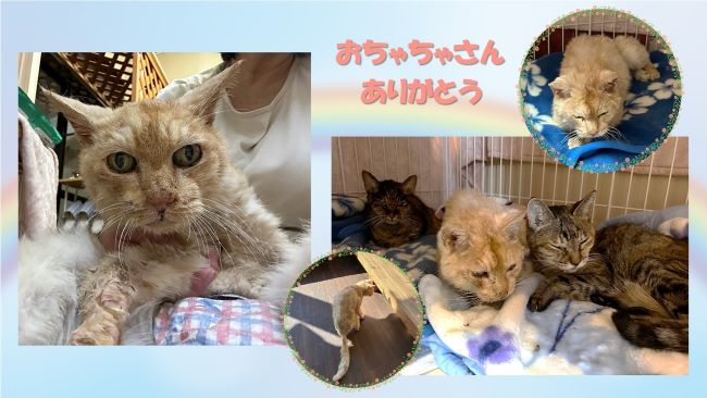 猫のおちゃちゃさん