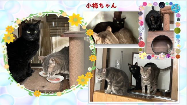 猫の小梅ちゃん