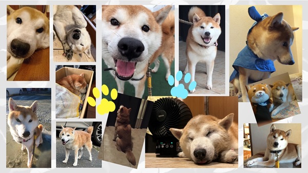 柴犬の達哉くん