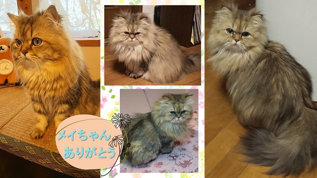 猫のメイちゃん