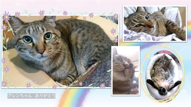 猫のアレンちゃん