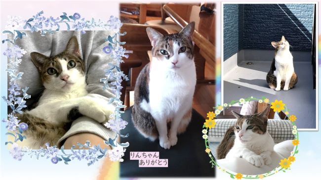 猫のりんちゃん