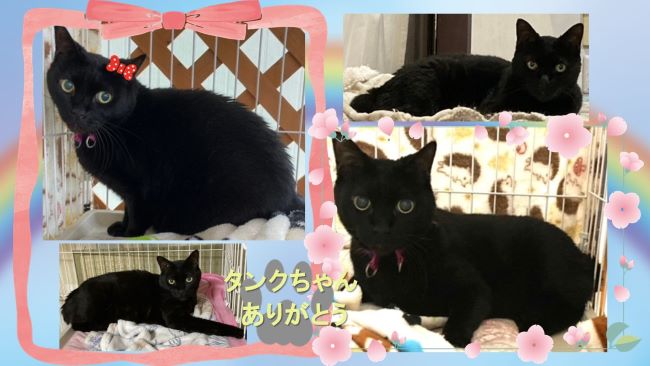 猫のタンクちゃん