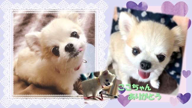 チワワのここちゃん