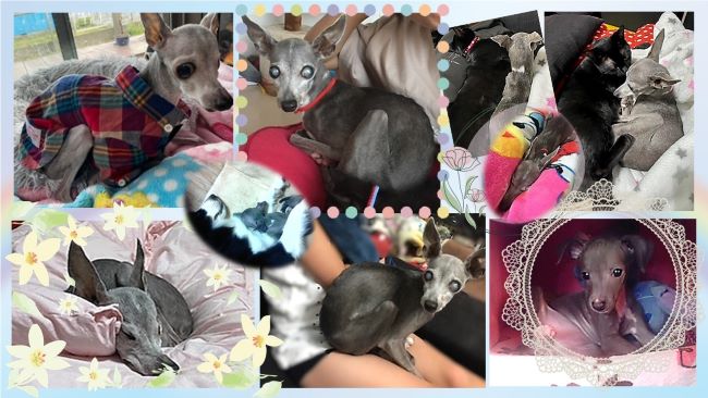 イタリアングレイハウンドの夏麦ちゃん　