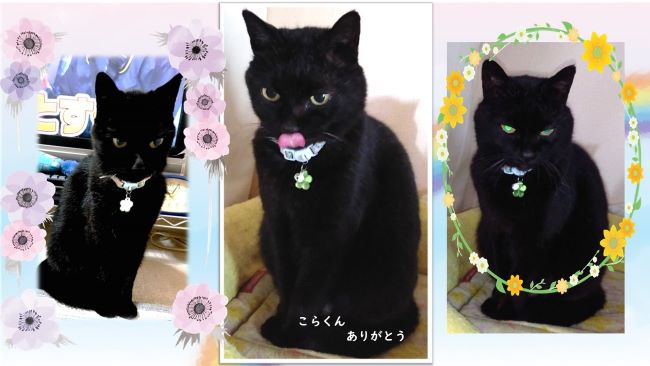 猫のこらくん