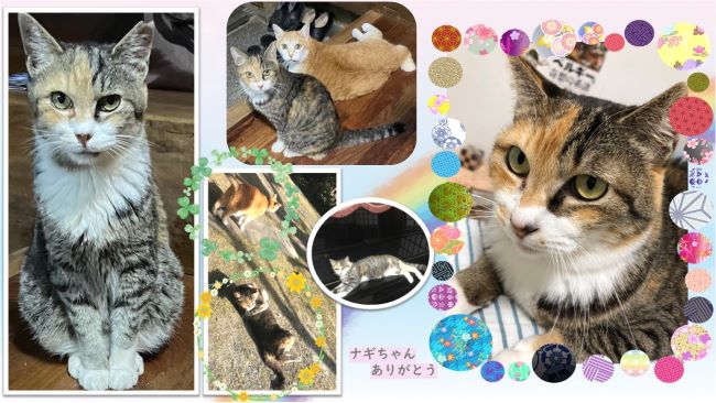 猫のナギちゃん