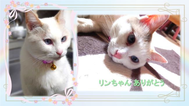 猫のリンちゃん