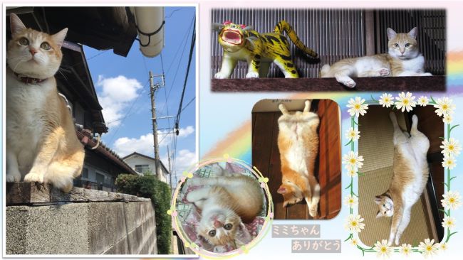 猫のミミちゃん