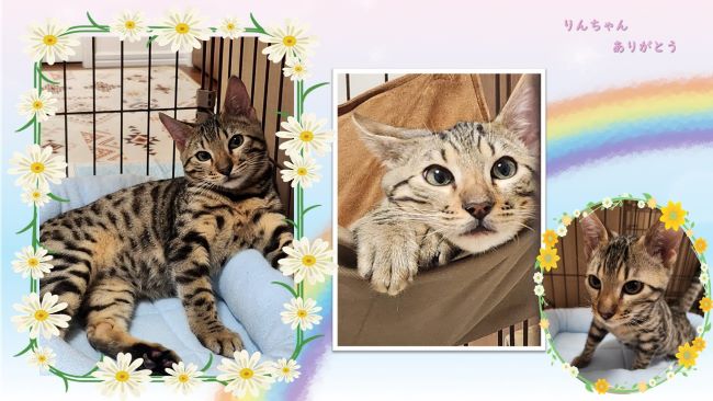 猫のりんちゃん