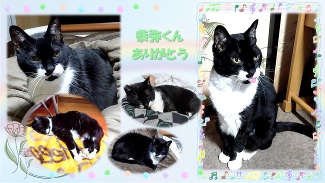 猫の恭弥くん