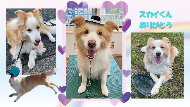 ボーダーコリーのスカイくん