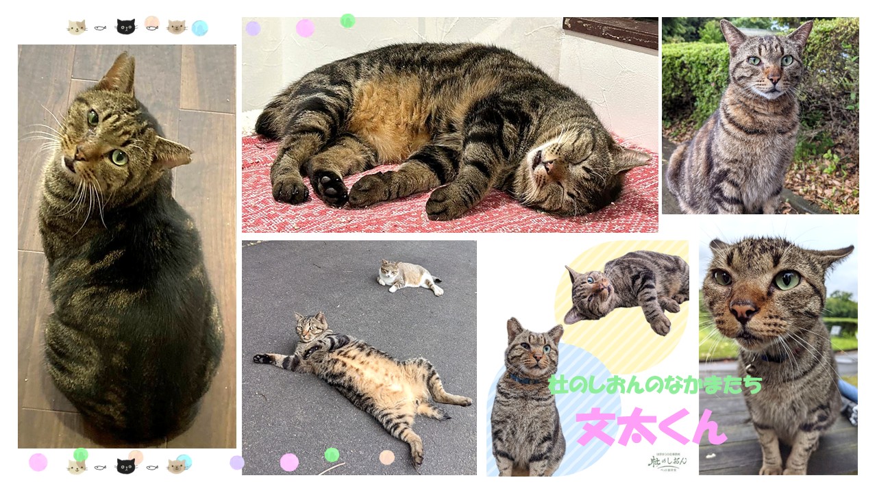 猫の文太くん