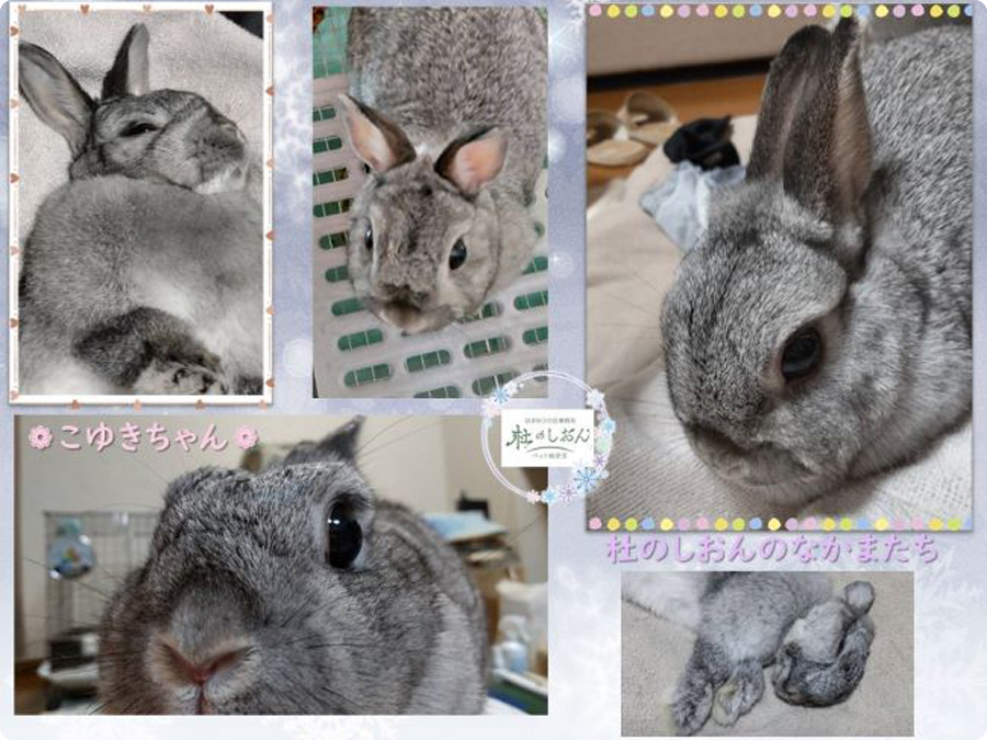 うさぎのこゆきちゃん