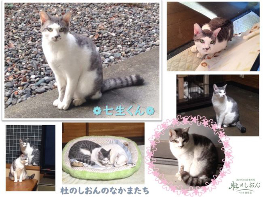 猫の七生くん