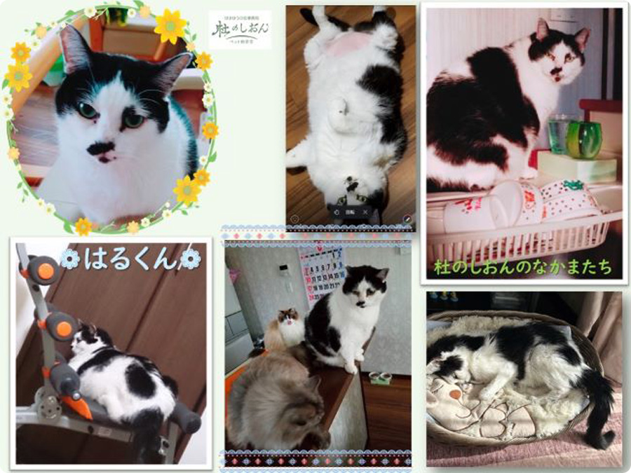 猫のはるくん